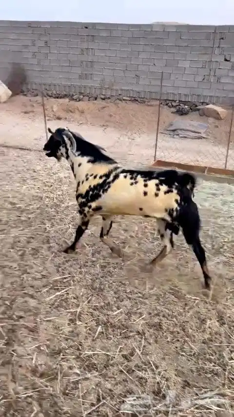 تيس بيشي امرخ فاخر جرم مشروط ضراب و مالطيه 0