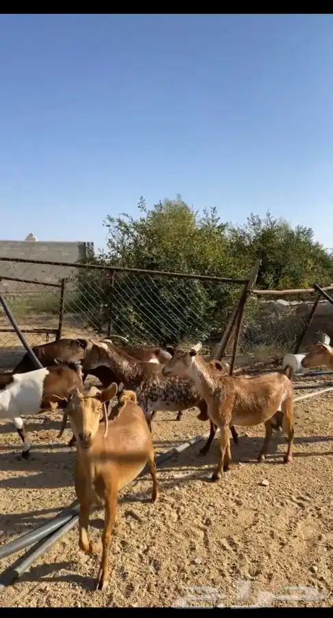معزا للبيع 2