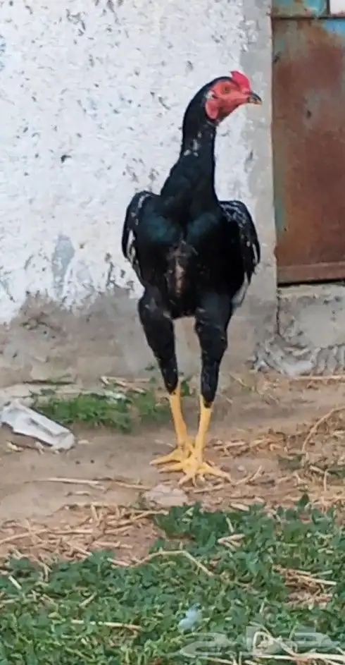 ديك سندي بيور 1
