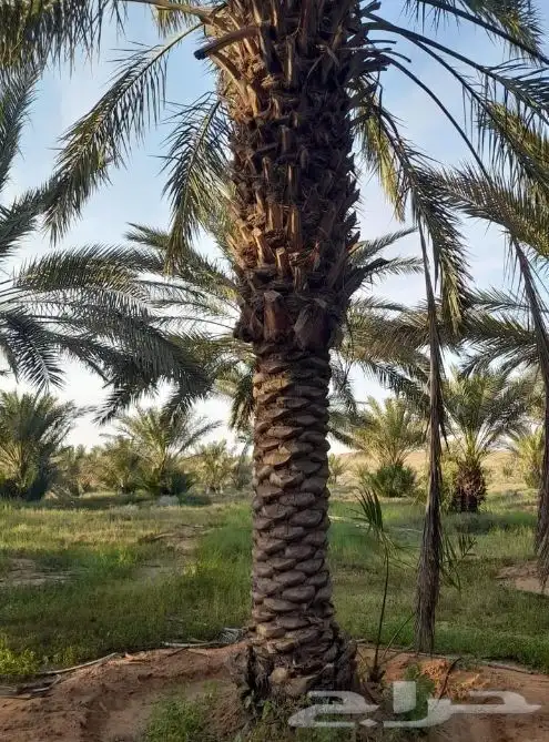 نخل بحجام كبيره من مترين الا خمسه متر 1