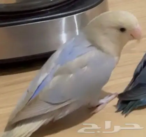 طير روز ضايع ماعليه حجل  مكأفاة 200 ريال للي يلقاه 0