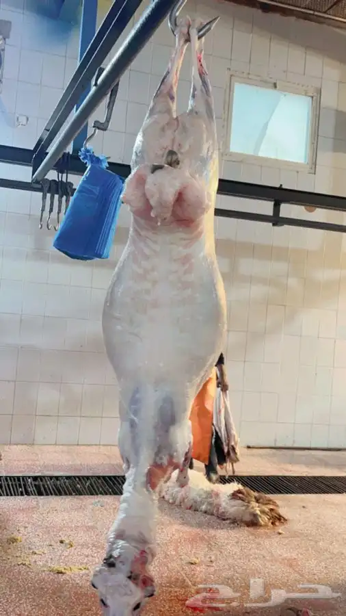 سواكني رفيدي  برابر 21