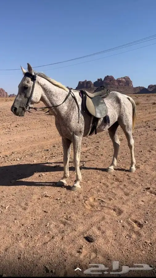 حصان شعبي طيب 0