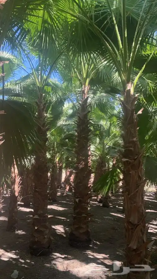 نخل واشنطن زينه للبيع 7