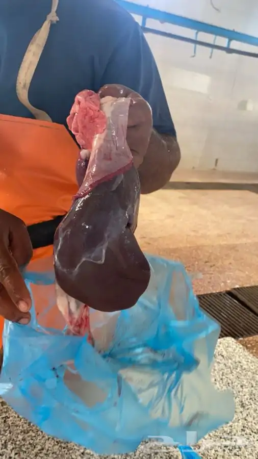 سواكني رفيدي  برابر 13