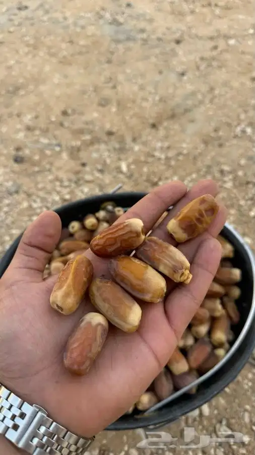 تمر بويضا بالكيلو 0