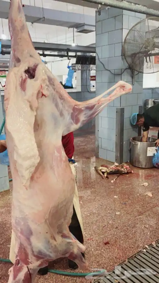 سواكني رفيدي  برابر 14