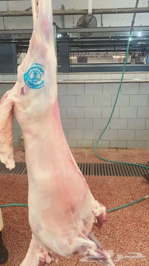 سواكني رفيدي  برابر 15