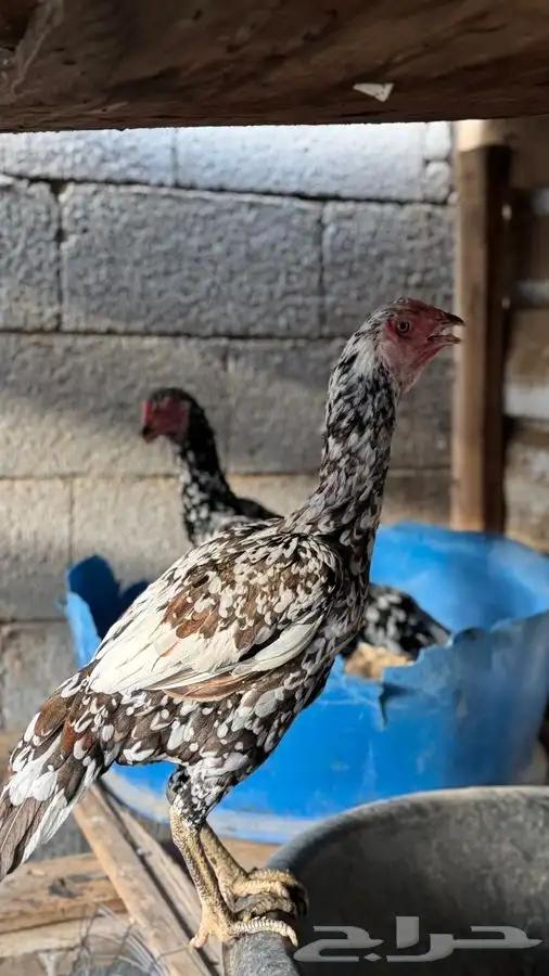 دجاج باكستاني 1