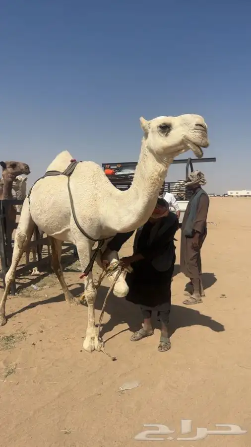 وضحى كفو 2
