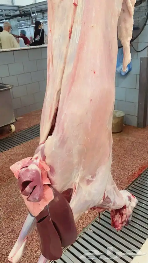 سواكني رفيدي  برابر 16