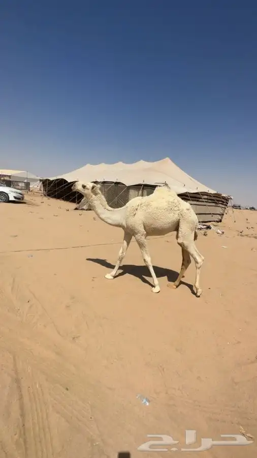 وضحى كفو 0