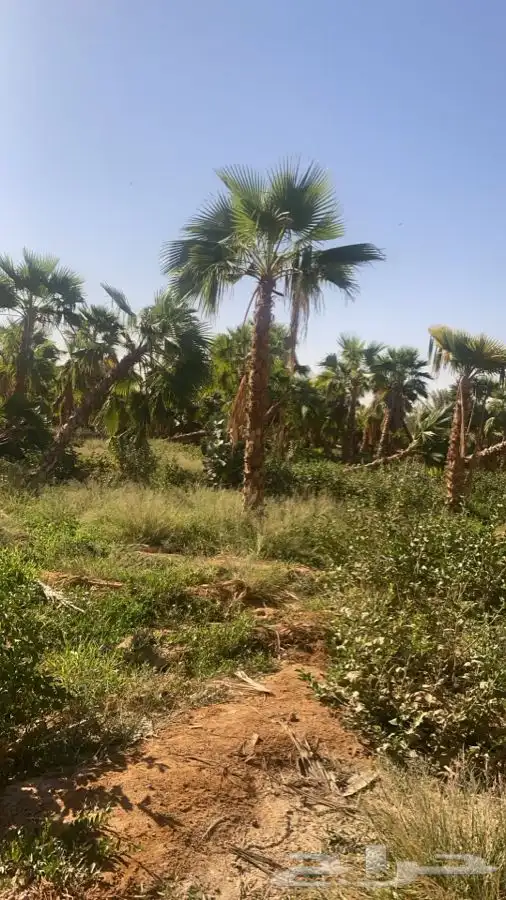 نخل واشنطن زينه للبيع 11