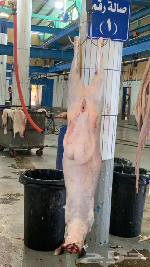 ذبايح مزرعة مرابي عسير 25