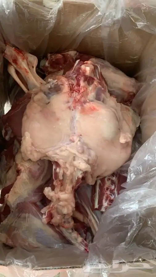 ذبايح مزرعة مرابي عسير 0