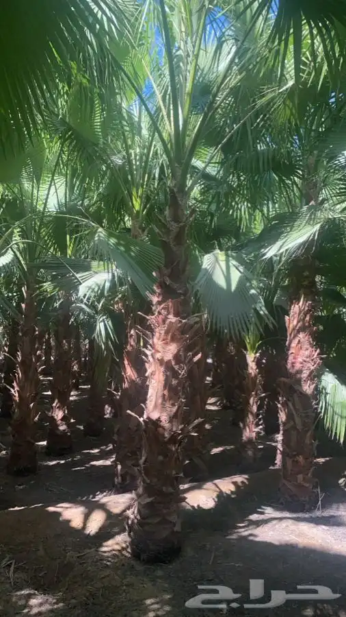 نخل واشنطن زينه للبيع 6