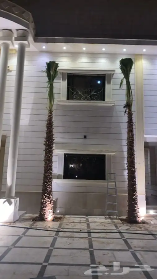 نخل واشنطن زينه للبيع 1