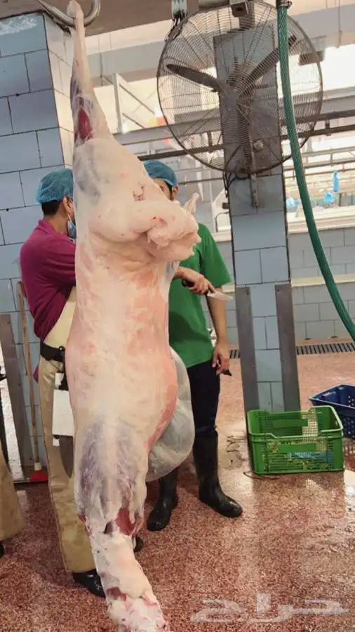 سواكني رفيدي  برابر 20