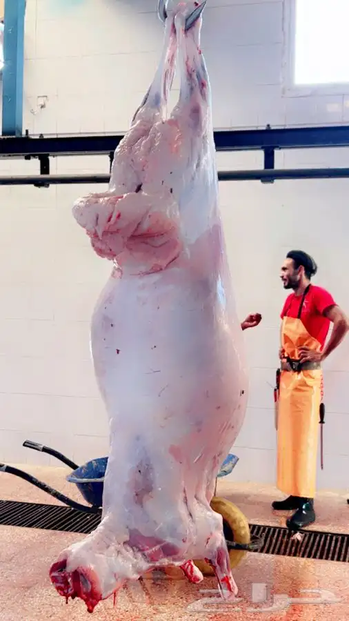 سواكني رفيدي  برابر 19