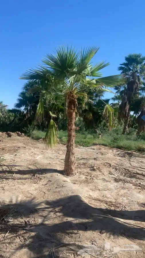 نخل واشنطن زينه للبيع 10