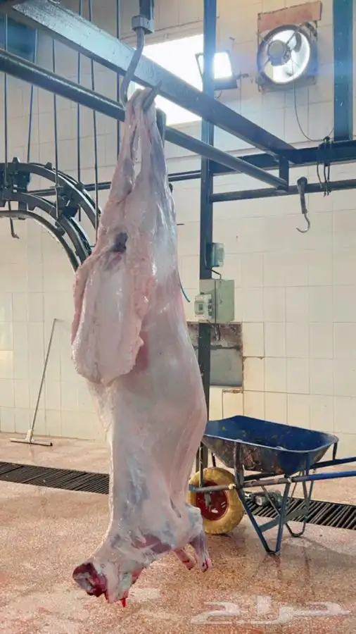 سواكني رفيدي  برابر 22