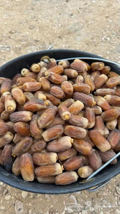تمر بويضا بالكيلو 1
