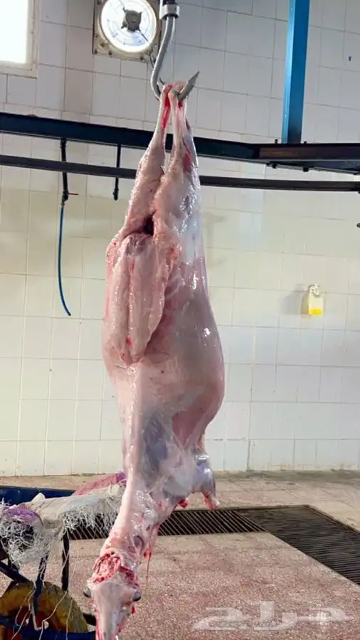 سواكني رفيدي  برابر 24