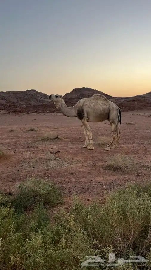 اللبييع القعود فحل 0