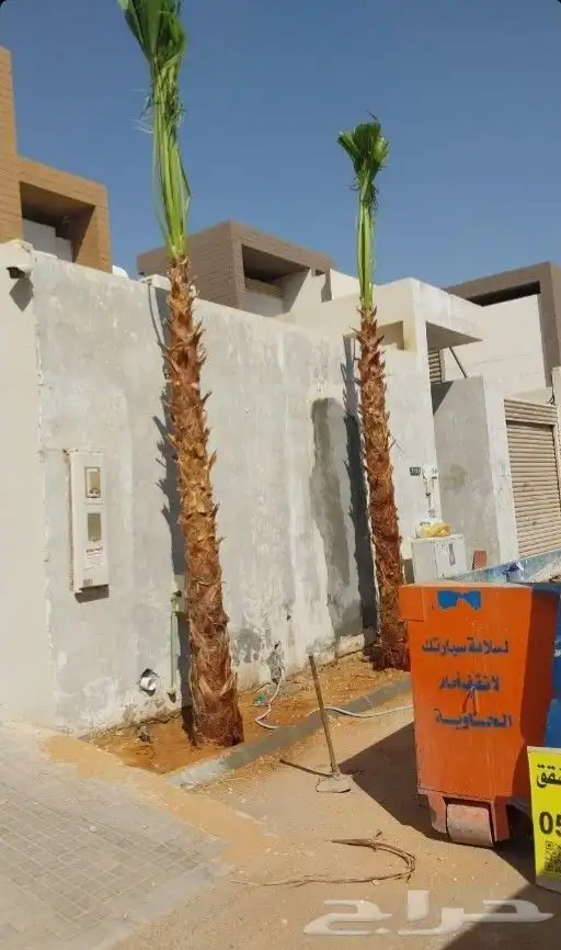 نخل مثمر فاخر نخل واشنطني زينه صقعي مجدول نبوت سلطان خلاص 2