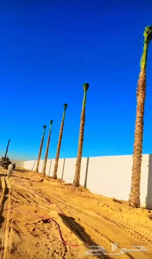 نخل واشنطن زينه للبيع 0