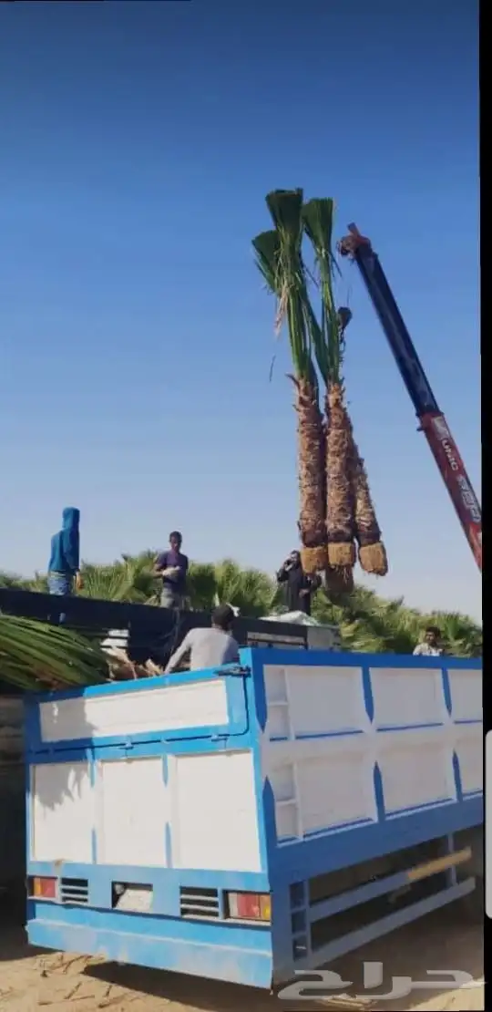 نخيل واشنطني امريكي ابو مروحه 4