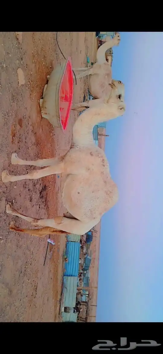 ناقتين وضح امهات رابع معشرات سليمات 0