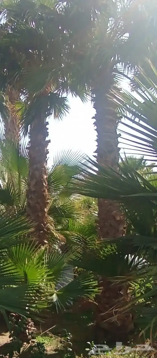 نخل واشنطونيا وشنطونيا 1