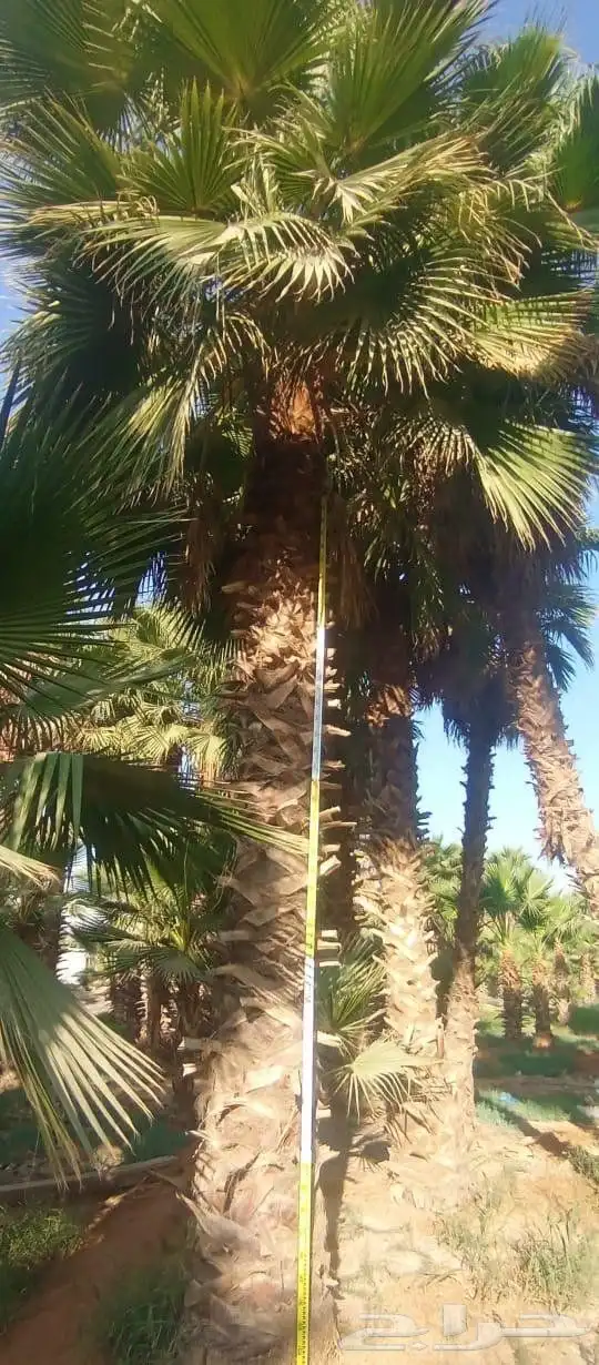 نخل واشنطونيا وشنطونيا 0