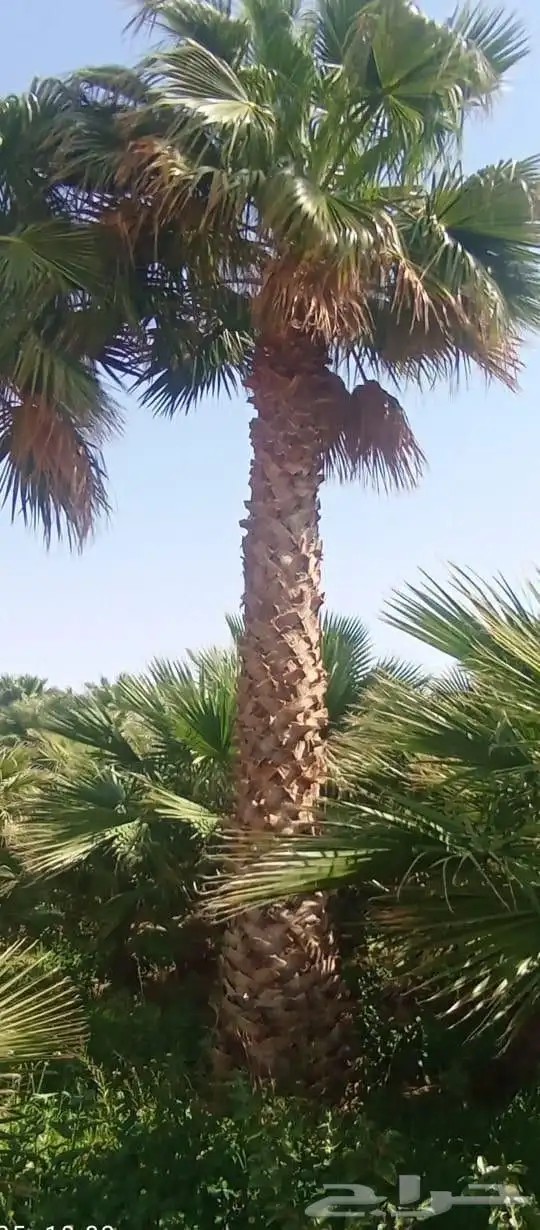 نخل واشنطونيا وشنطونيا 3