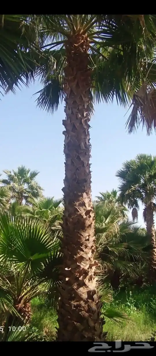 نخل واشنطونيا وشنطونيا 2