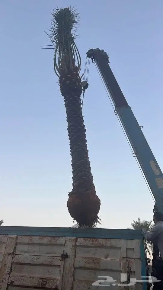 نخيل وأشجار جميع المقاسات 17