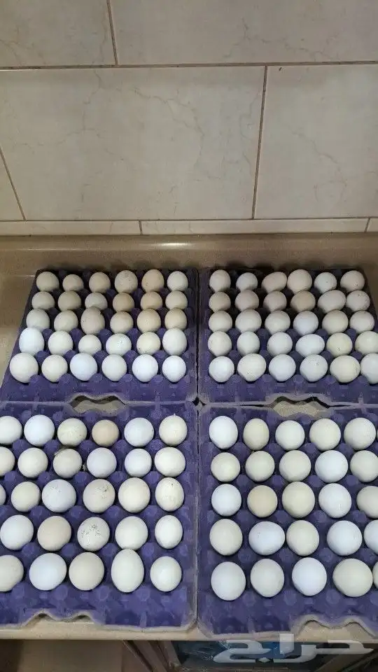 بيض بلدي وفيومي 0