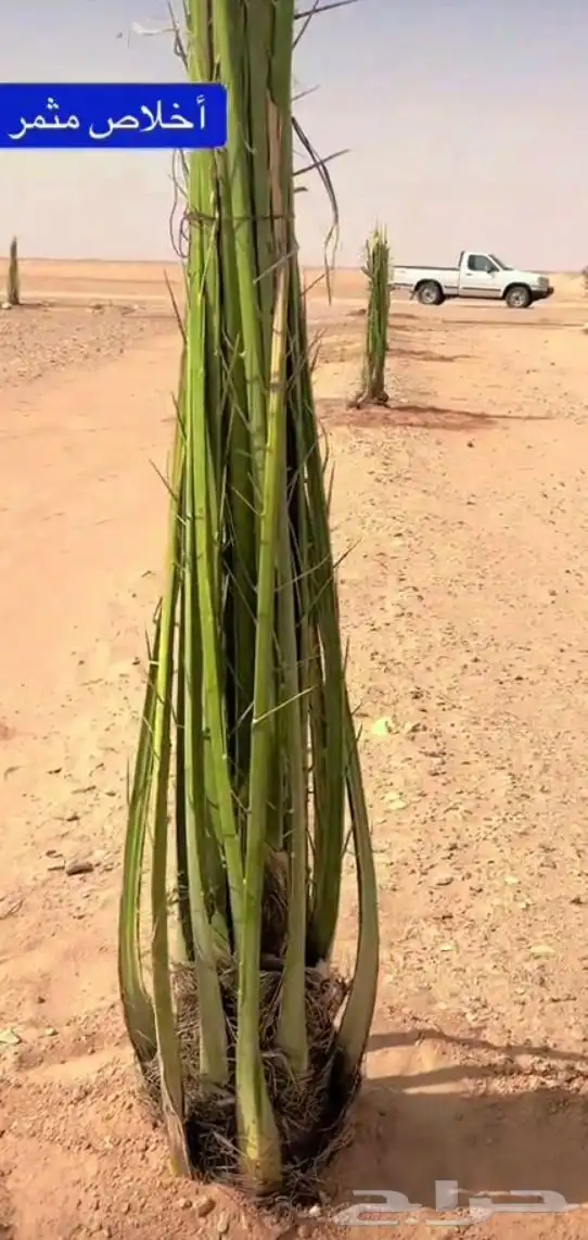 يوجد الدينا نخل مثمر جميع المقاسات متوافره 10
