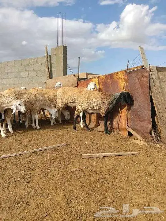 بريدة 3