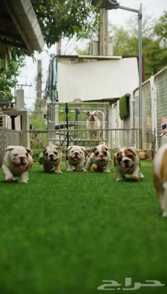 british bulldog بريتيش بولدوج جراوي 0