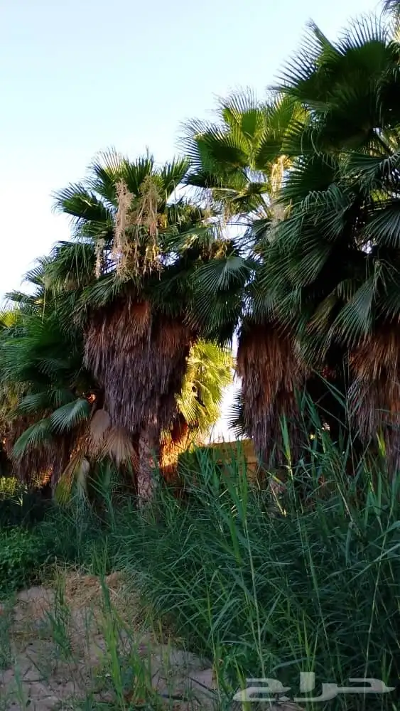 نخل واشنطونيا وشنطونيا 6