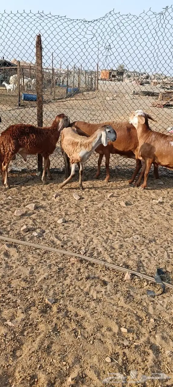 للبيع غنم سواكنيات مواليد حمريه 3