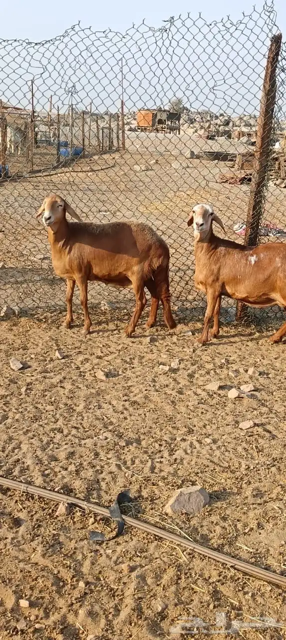 للبيع غنم سواكنيات مواليد حمريه 1