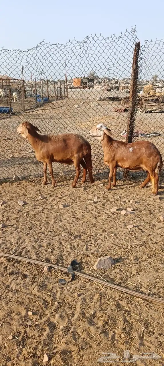 للبيع غنم سواكنيات مواليد حمريه 2