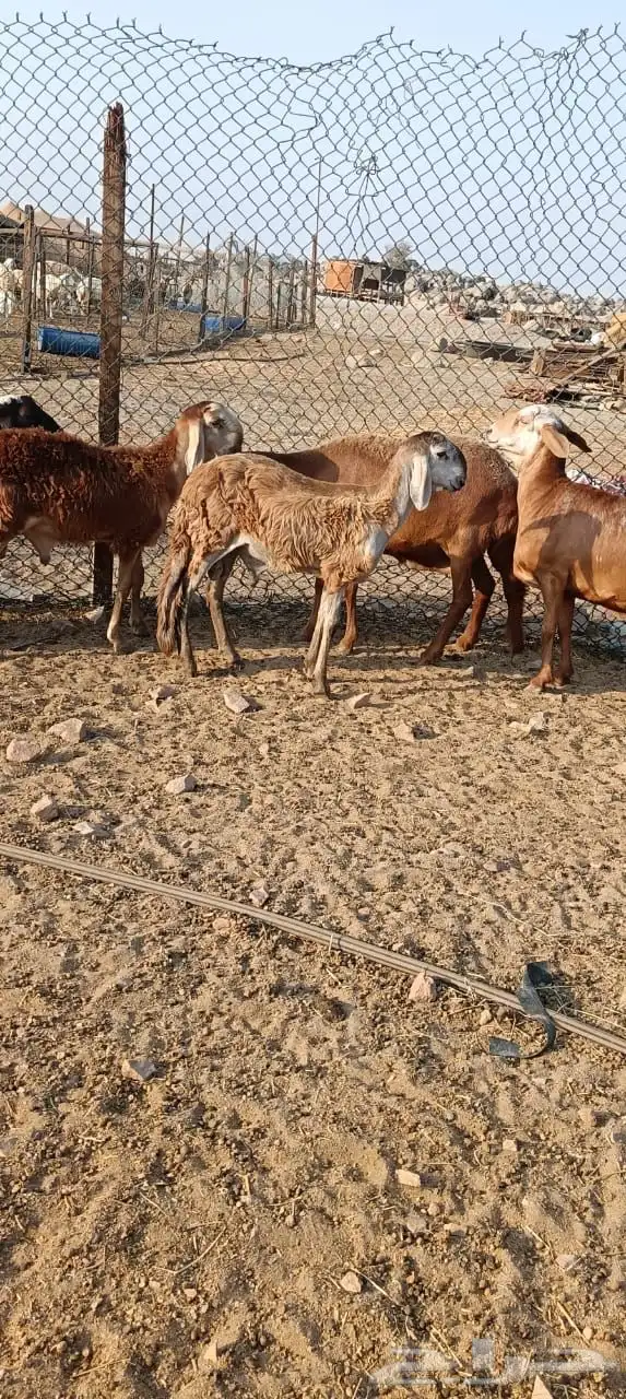 للبيع غنم سواكنيات مواليد حمريه 4