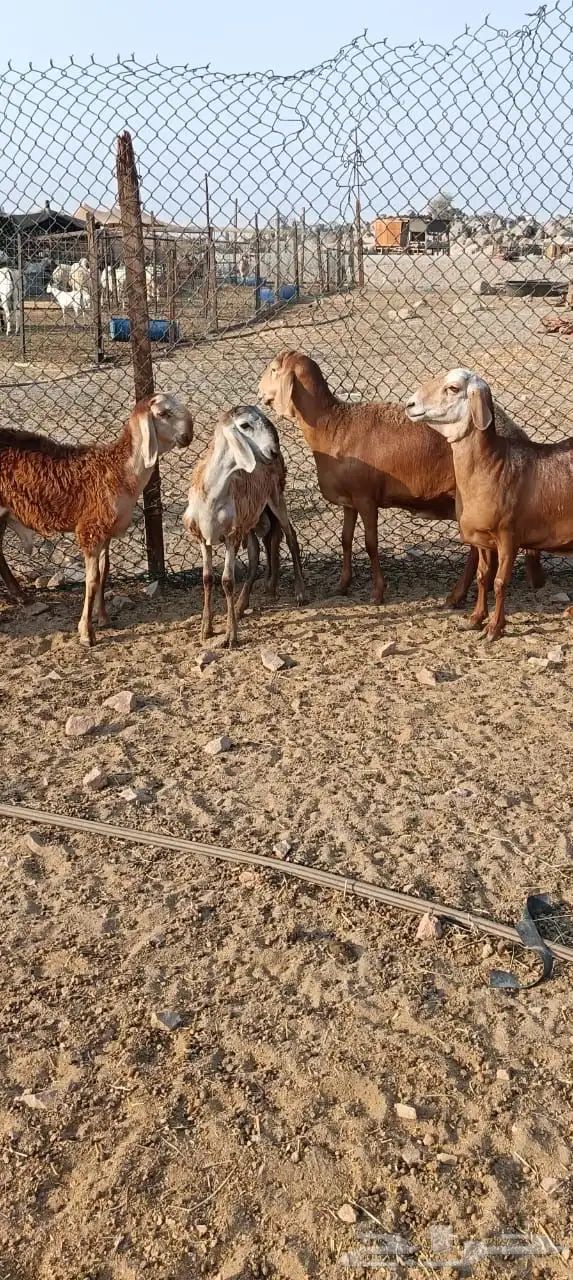 للبيع غنم سواكنيات مواليد حمريه 6