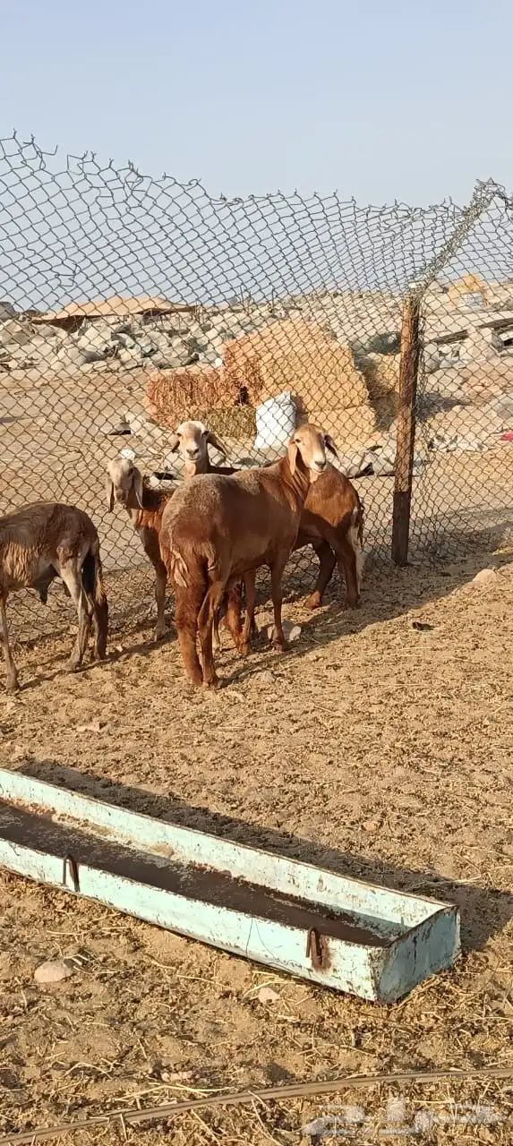 للبيع غنم سواكنيات مواليد حمريه 7