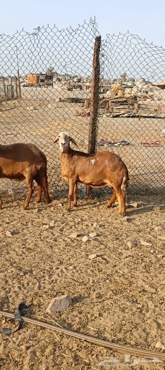 للبيع غنم سواكنيات مواليد حمريه 0