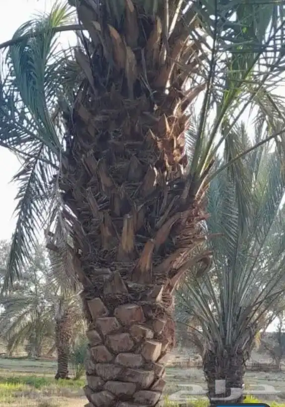 نخل بحجام كبيره من مترين الا خمسه متر 3